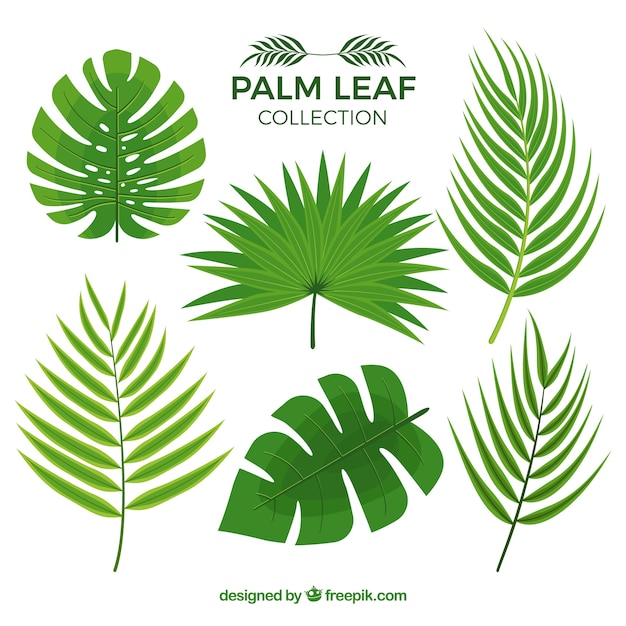 Free Vector several palm leaves
