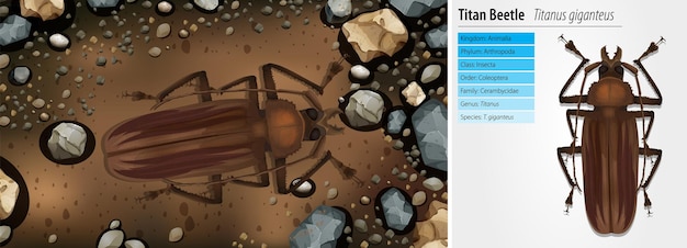 Free Vector titan beetle illustration and information