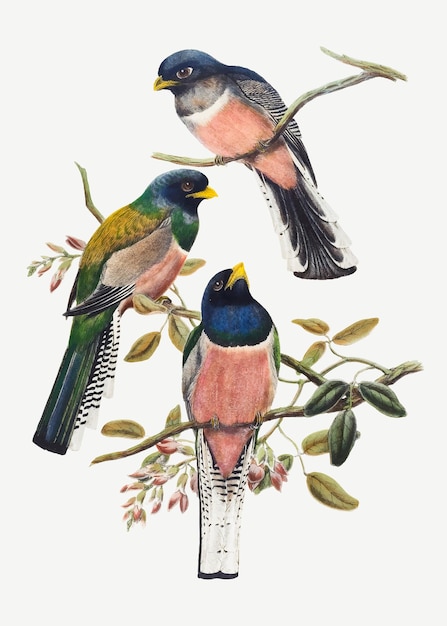 Free Vector trogon bird vector animal art print, remixed from artworks by john gould and william matthew hart