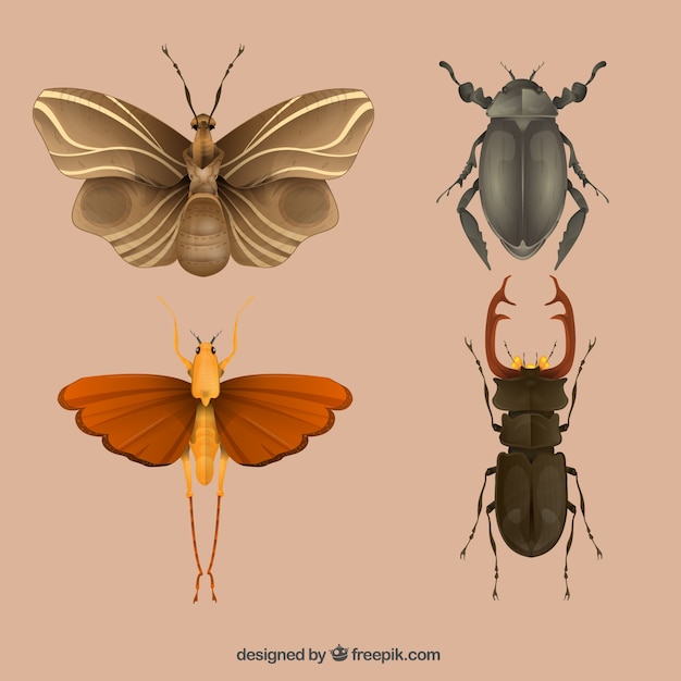 Free Vector variety of insects