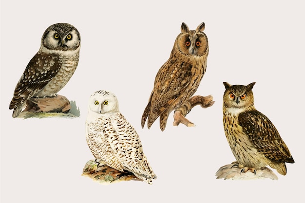 Free Vector vector mixed owl birds hand drawn set