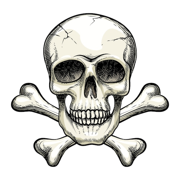 Free Vector vector skull and crossbones