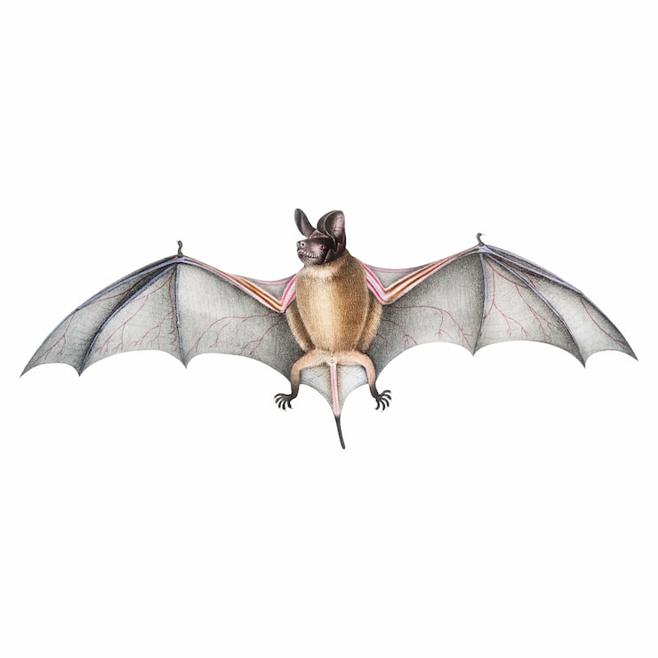 Free Vector vintage animal illustration