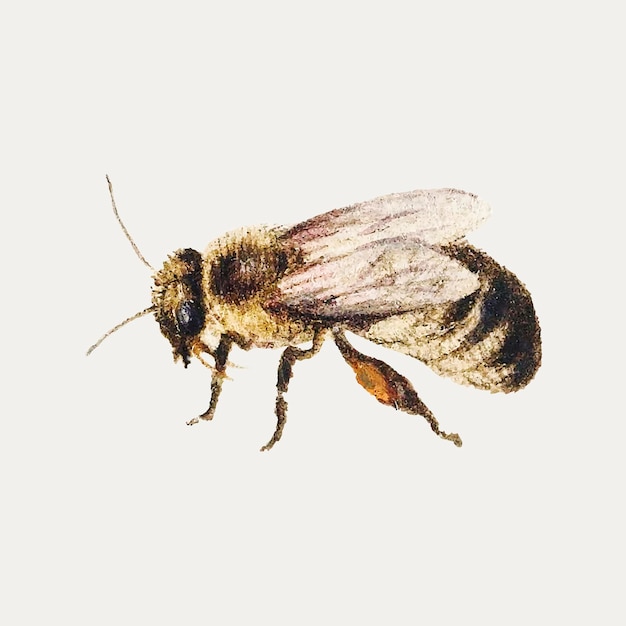 Free Vector vintage bee illustration vector