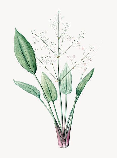 Free Vector vintage illustration of european water-plantain