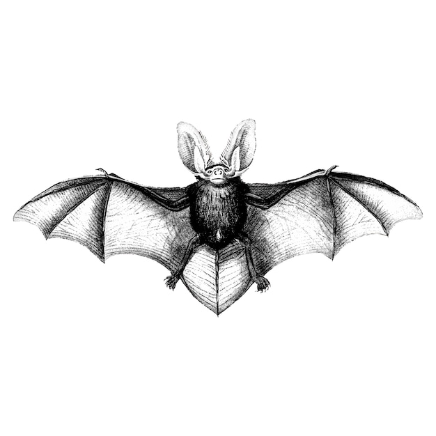 Free Vector vintage illustrations of bat