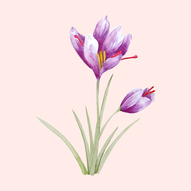 Free Vector watercolor saffron illustration