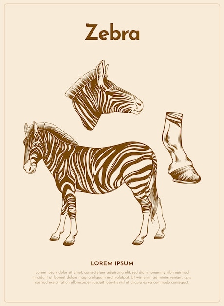 Free Vector zebra retro animal illustration