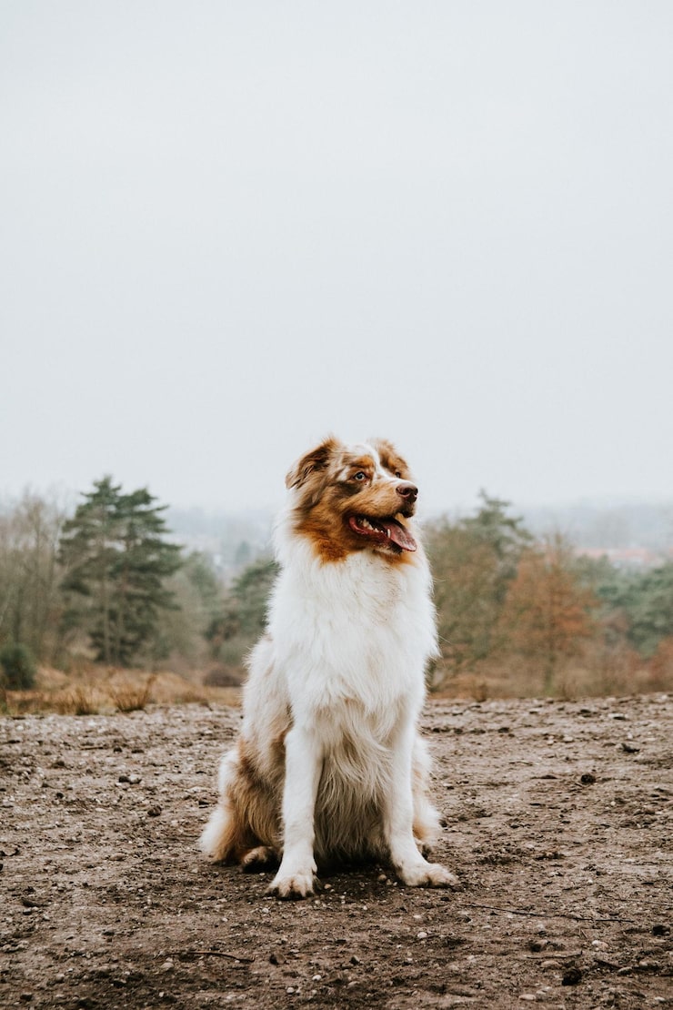 Photo australian shepherd panting while sitting on field against clear sky