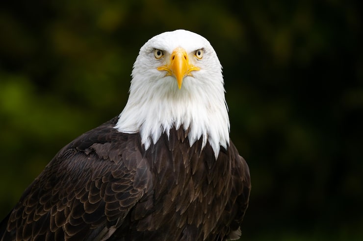 Bald eagle looking into camera with blurred background