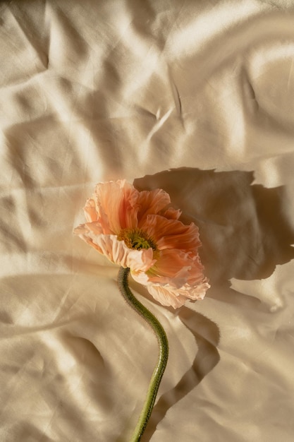 Photo beautiful peach pink poppy flower with sunlight shadows on crumpled golden fabric cloth aesthetic minimal floral composition with sun light shade