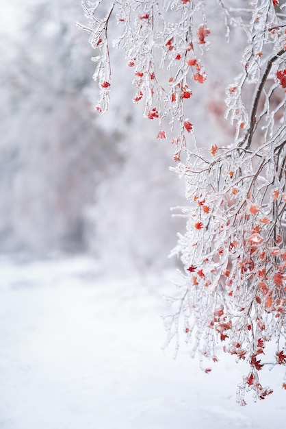 Photo beautiful winter landscape with snow covered trees