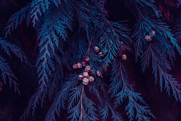 Photo blue pine tree leaves in winter blue background