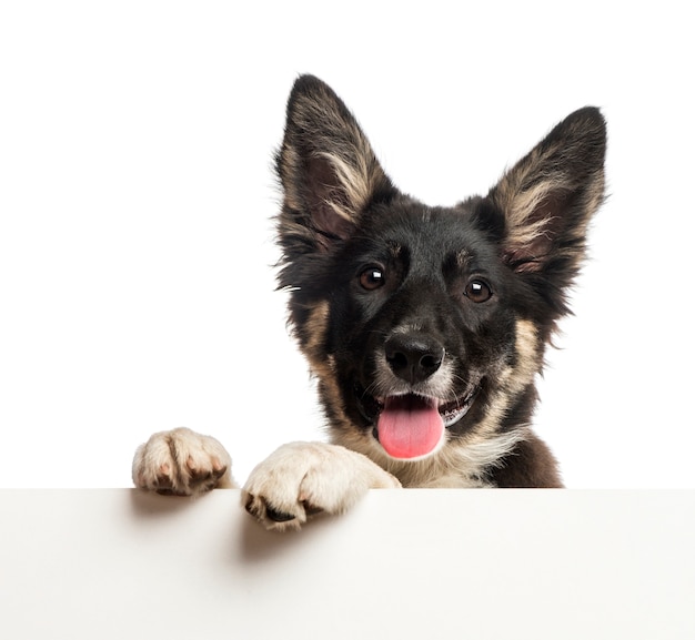 Photo border collie leaning on a white board