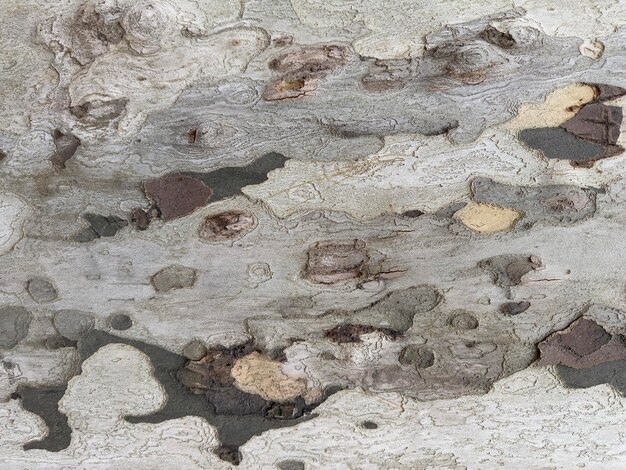Photo close up bark texture
