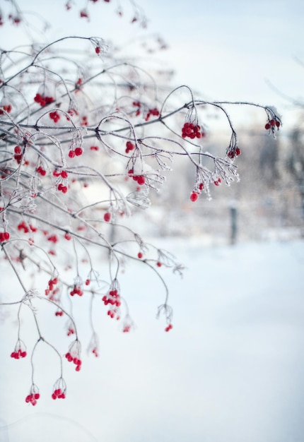 Photo close-up of cherry blossom tree during winter