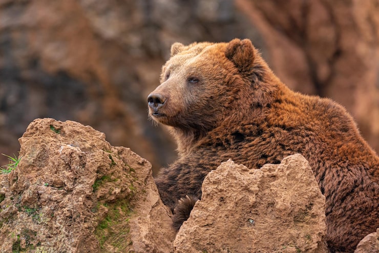 Closeup of the brown bear behind the rocks.