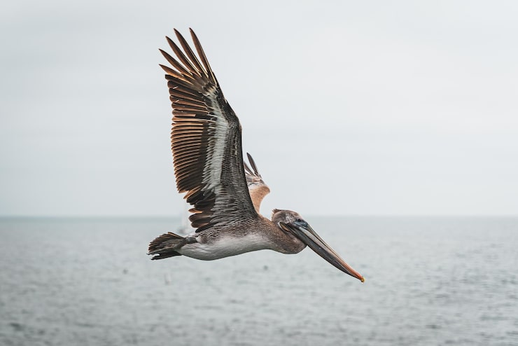 Closeup shot of a Pelican flying over the ocean