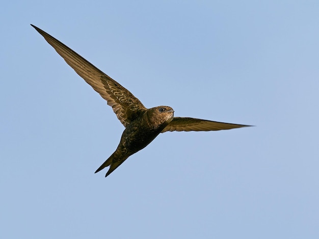 Photo common swift apus apus