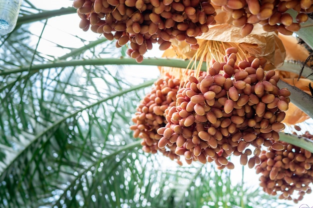 Photo date palm fruit in the trees