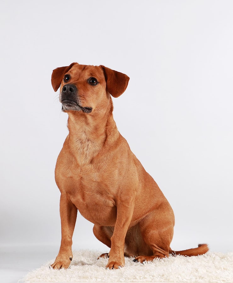 Photo dog sitting against white background