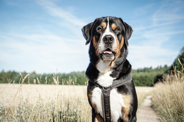 Photo dog standing on field