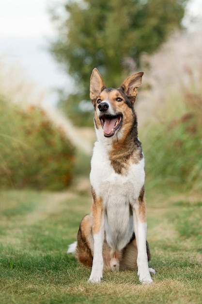 Photo a dog that is smiling and has a big smile on its face
