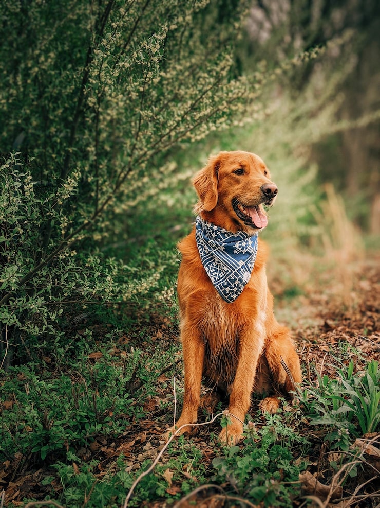 Photo dogs running on field