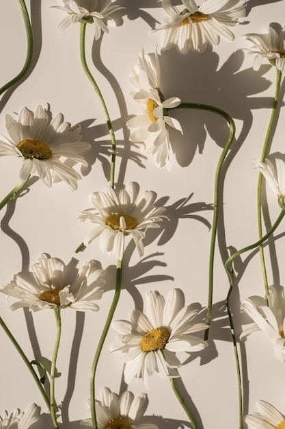 Photo elegant aesthetic chamomile daisy flowers pattern with sunlight shadows on neutral beige background