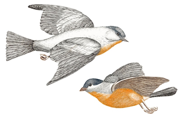 Photo flinch and tit bird png sticker vintage illustration