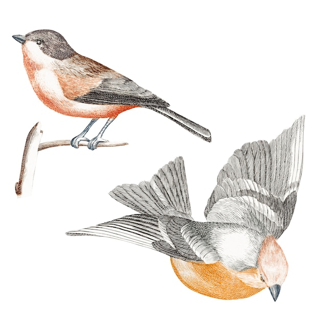 Photo flinch and tit bird png sticker vintage illustration