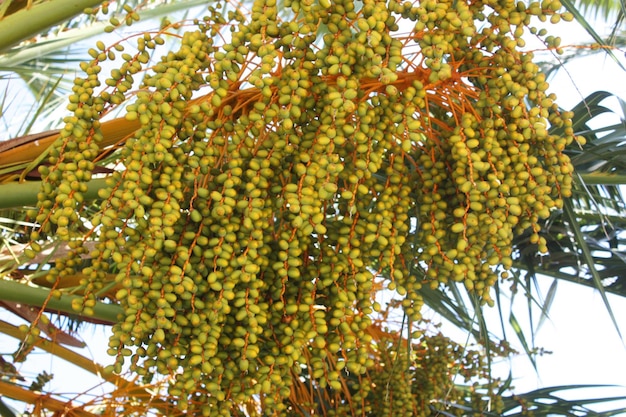 Photo fruits of the date palm