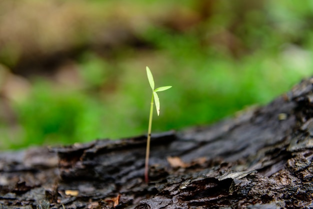 Photo green sprout growing