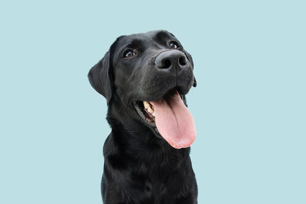 Photo happy black labrador dog sticking out a big tongue