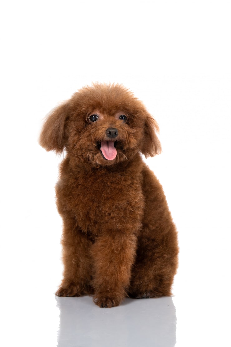 Photo miniature poodle dog