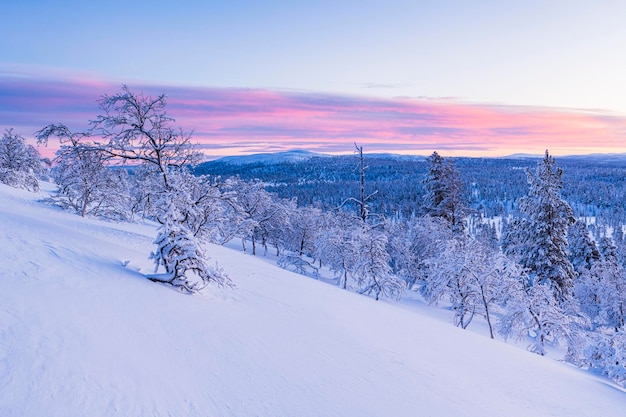 Photo norweigan winter landscape with snowcapped trees at sunset
