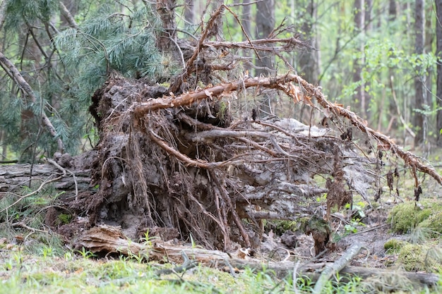 Photo old fallen tree with roots in the forest