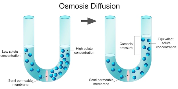Photo osmosis diffusion process isolated diagram