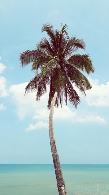 Photo palm tree at beach