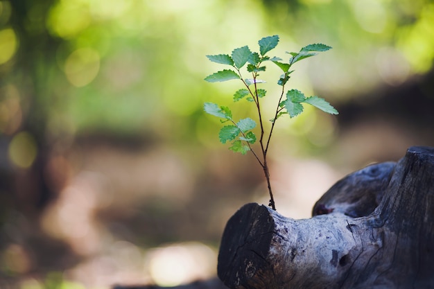 Photo plant growing out of a tree