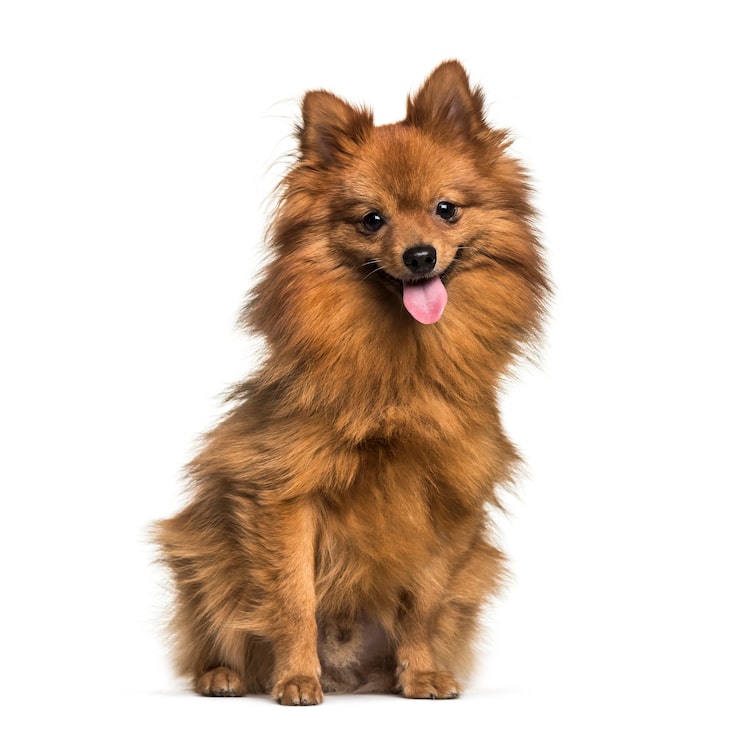 Photo pomeranian, 1 year old, sitting in front of white background