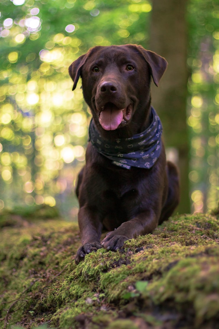 Photo portrait of a dog