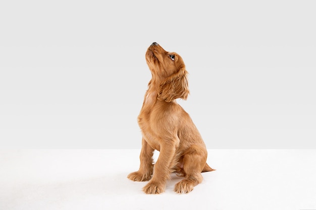 Photo pure youth crazy. english cocker spaniel young dog is posing. cute playful white-braun doggy or pet is playing and looking happy isolated on white background. concept of motion, action, movement.