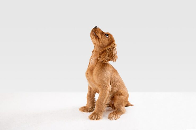 Photo pure youth crazy. english cocker spaniel young dog is posing. cute playful white-braun doggy or pet is playing and looking happy isolated on white background. concept of motion, action, movement.