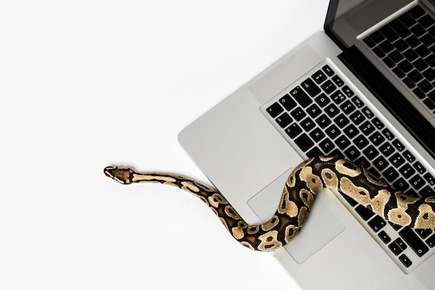 Photo real python snake and laptop computer concept of using highlevel programming language for software engineering