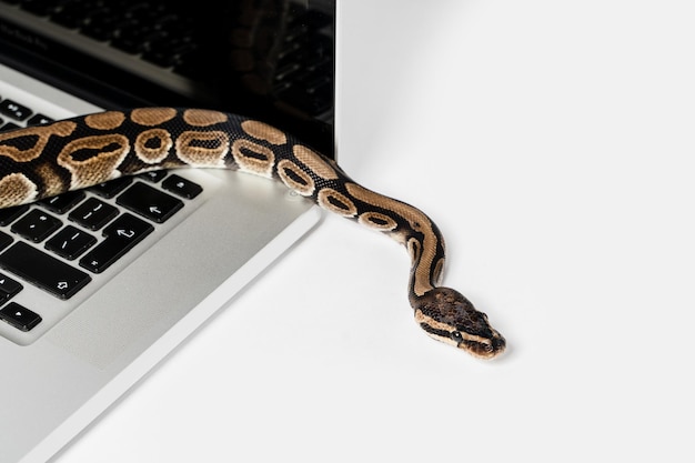 Photo real python snake and laptop computer concept of using highlevel programming language for software engineering