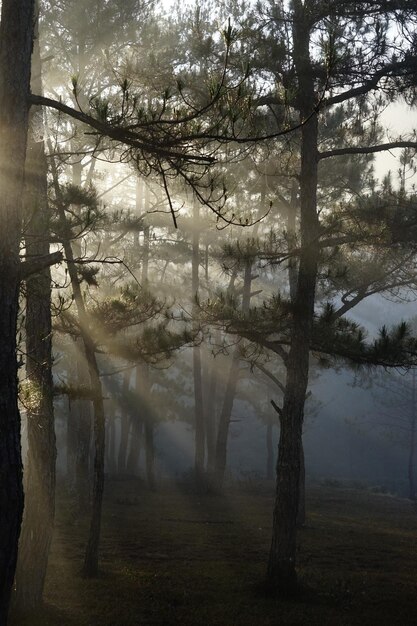 Photo trees on field in forest