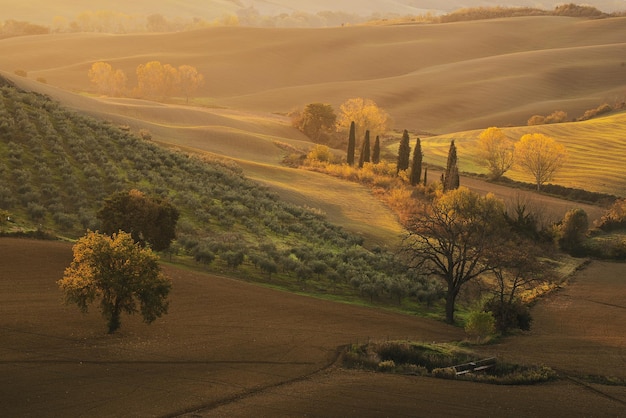 Photo tuscan fields and trees