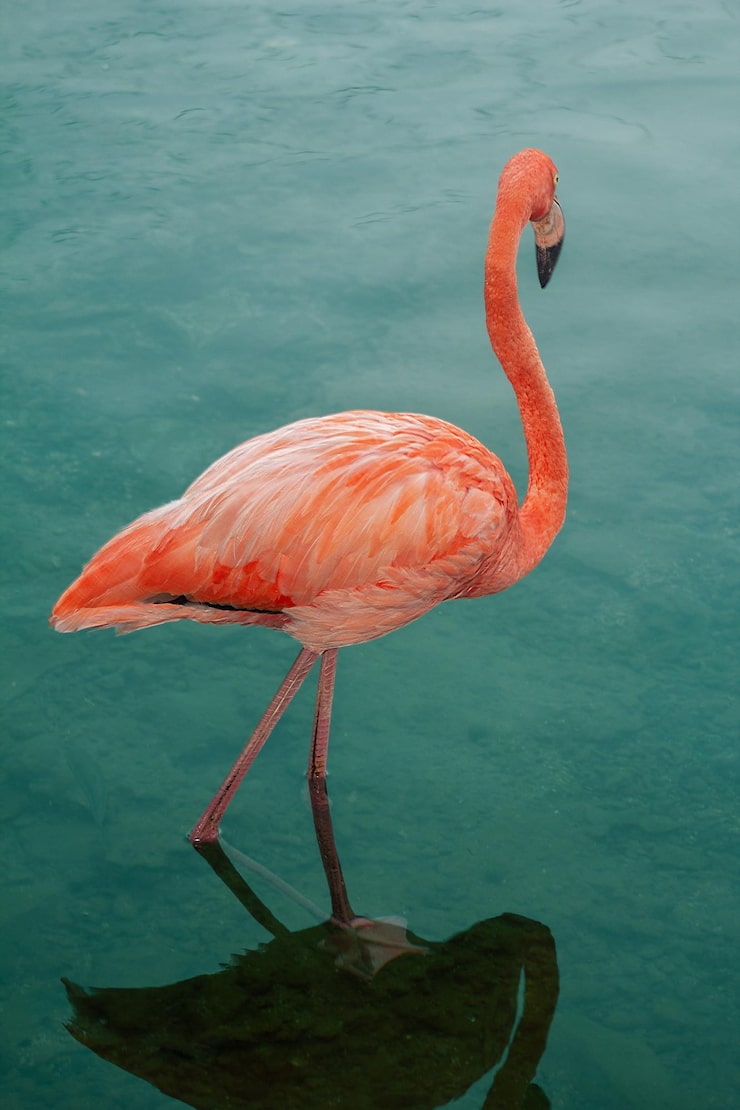 Vertical shot of a pink flamingo on a blue water background