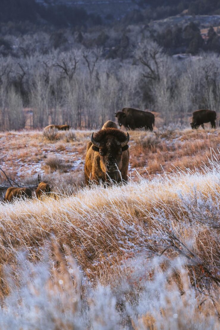 Vertical shot of wild bisons in Theodore Roosevelt National Park North Dakota